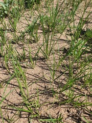 Carex duriuscula, photograph (c) Urgamal Magsar, some rights reserved (CC BY)