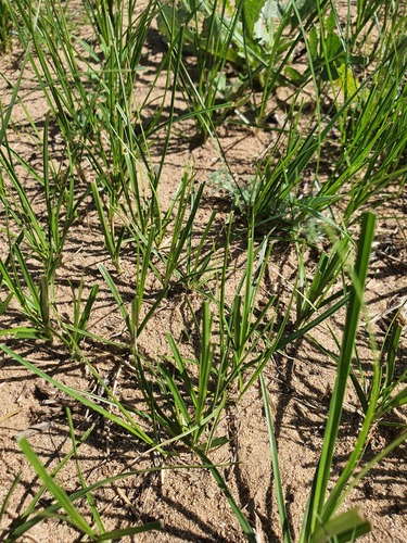 Carex duriuscula