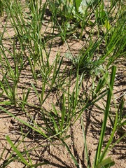 Carex duriuscula