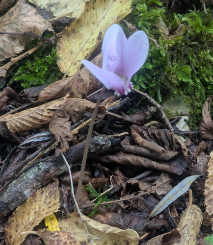 Ivy-leaved cyclamen