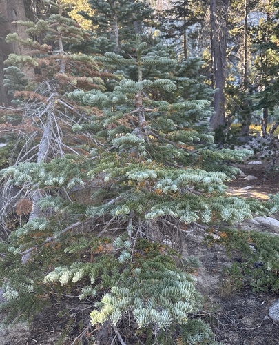 Abies magnifica, photograph 5