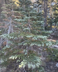 Abies magnifica, photograph (c) Dena, some rights reserved (CC BY)