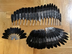 Corvus cornix