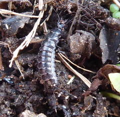 Coleoptera