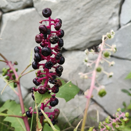 American pokeweed