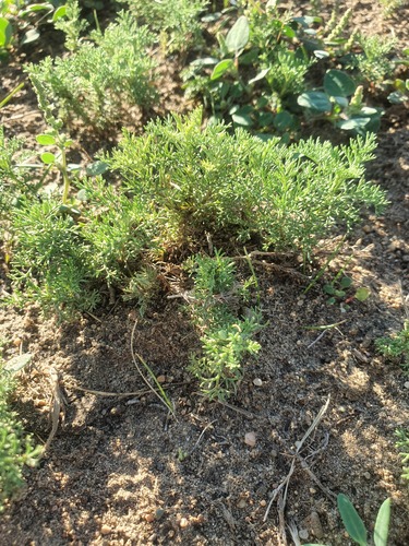 Artemisia adamsii, photograph 4