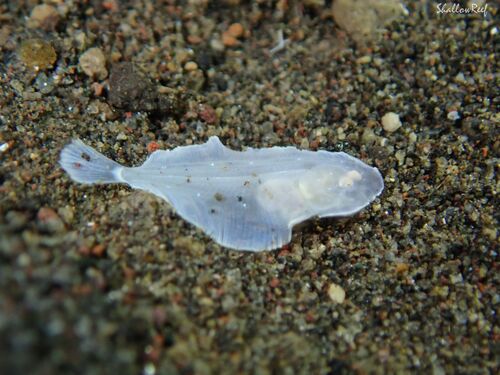 Aseraggodes albidus observed 2020-03-22