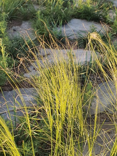 Stipa krylovii, photograph 1