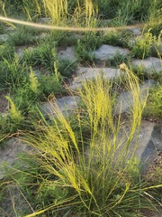 (c) Urgamal Magsar, some rights reserved (CC BY) Stipa krylovii, photograph (c) Urgamal Magsar, some rights reserved (CC BY)