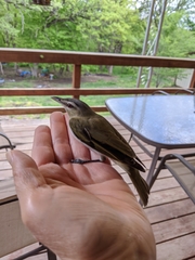 Leiothlypis peregrina