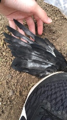 Corvus cornix