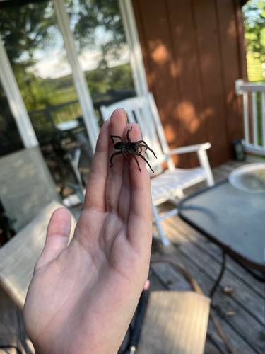 Wetland Giant Wolf Spider