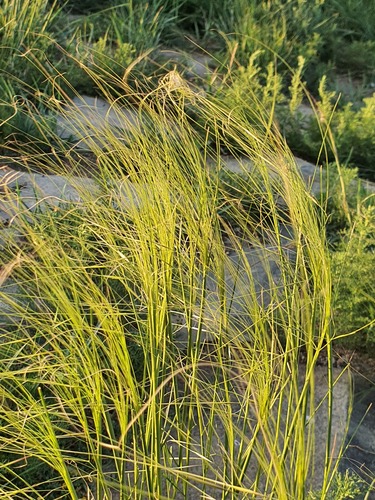 Stipa krylovii, photograph 3