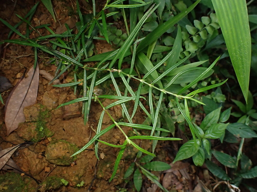 Scleromitrion tenelliflorum observed 2026-09-09