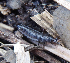Coleoptera