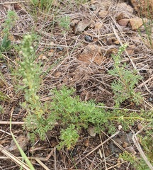 Artemisia adamsii