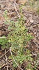 (c) Urgamal Magsar, some rights reserved (CC BY) Artemisia adamsii, photograph (c) Urgamal Magsar, some rights reserved (CC BY)