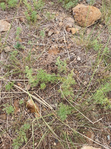 Artemisia adamsii, photograph 3