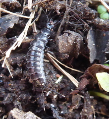 Coleoptera