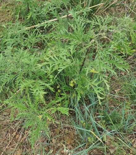Urtica cannabina, photograph 6