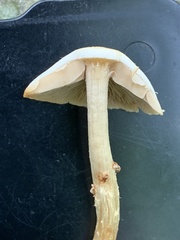 Kuehneromyces marginellus