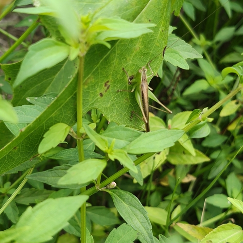 Spotted Meadow Katydid