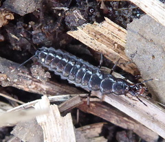 Coleoptera