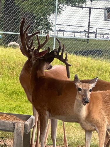 White-tailed Deer