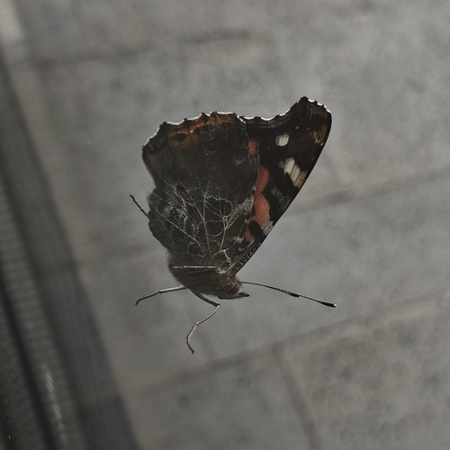 Indian Red Admiral