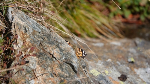 Painted Lady