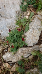 Lotus tetragonolobus