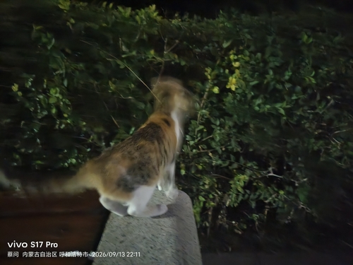 Domestic Cat