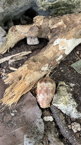 Cypraecassis testiculus observed 2026-09-13