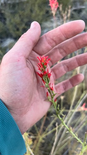 iNaturalist observation photo of Desert Paintbrush