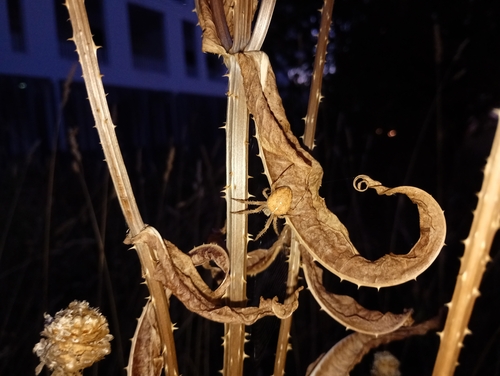 Cross Orbweaver