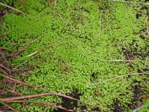Diobelonella palustris observed 2026-09-13