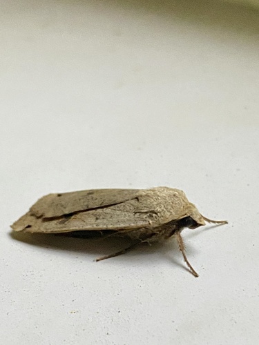 Large Yellow Underwing