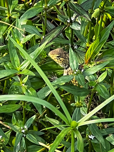 Thai Garden Lizard