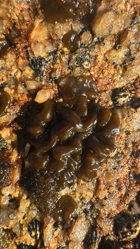 Petrospongium rugosum observed 2026-09-13