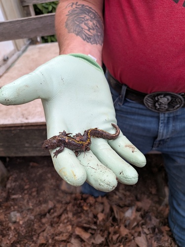 Long-toed Salamander