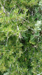 Rhamnus oleoides