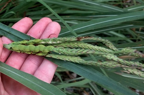 Tripsacum dactyloides, photograph 6