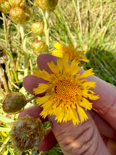 Podolepis robusta observed 2026-04-17
