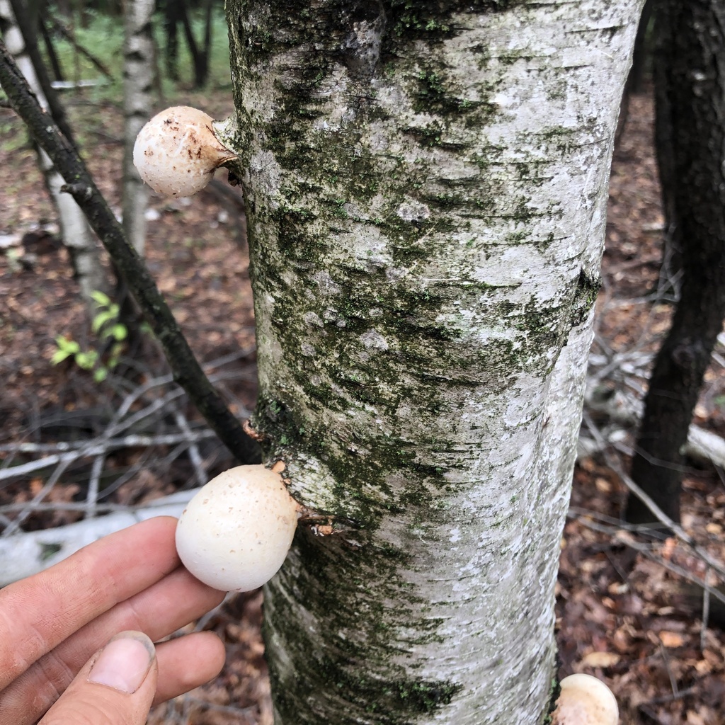 birch polypore · September 2026 · photo: Photo: (c) Andrew Conboy, some rights reserved (CC BY) · iNaturalist