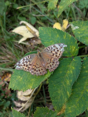 Silver-washed Fritillary