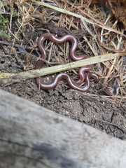 Xerotyphlops vermicularis