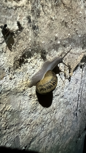 Garden Snail