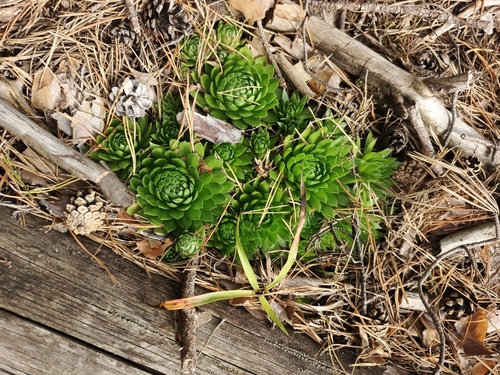 Rolling Hen-and-chicks