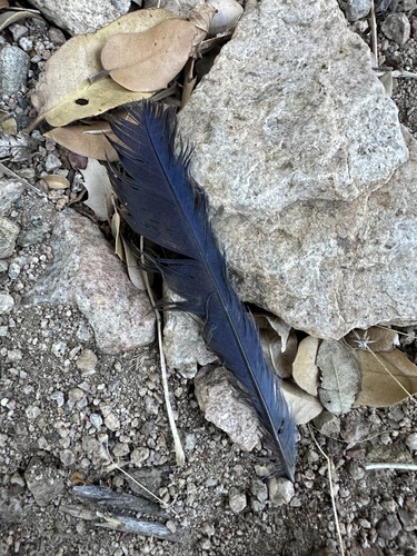 iNaturalist observation photo of Steller's Jay