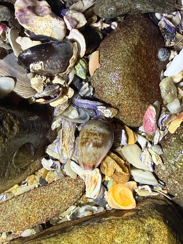 Cypraea subviridis observed 2026-09-12